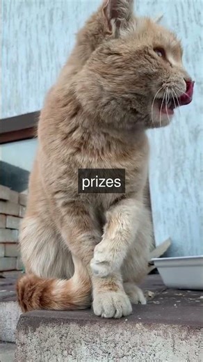 The Rise of Cat Shows From London to the World In 1871 the first cat show took place in...