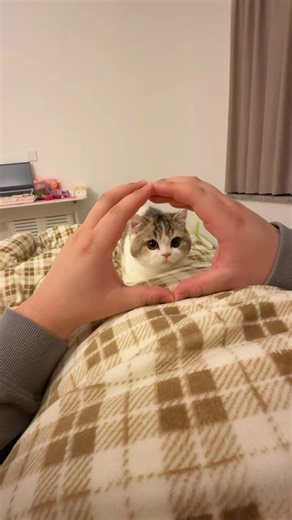 🫶#cat #catsoftiktok #cutecat #cute | Cat Of TikTok