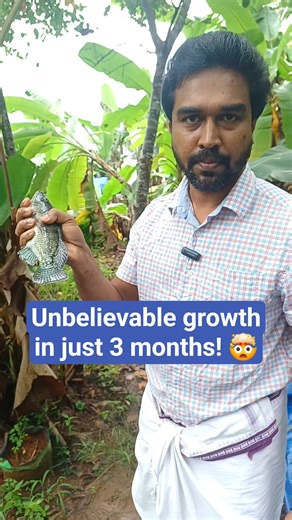 Tilapia Fishing - Unbelievable growth in 3 months🤯 #TilapiaGrowth #FishFarming #Fishpond #Fishing