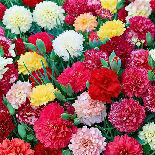 600 Double Mix Carnation Seeds Dianthus Flowers for Planting, Colorful Fragrant Garden Flowers - Etsy