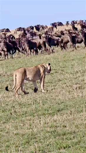 1.2K reactions · 27 shares | Lion vs animals #viralshorts #wildlife #viralvideoシ #wildlifeplanet #facebookviral #foryouシ #reelsfbシ #facebookreel #hilights #instagram | Äb Hâ M Îđ | Facebook