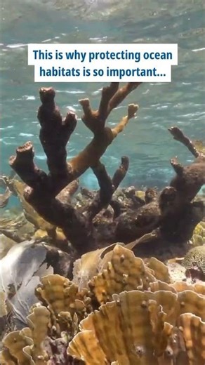 This is why protecting ocean habitats is so important...