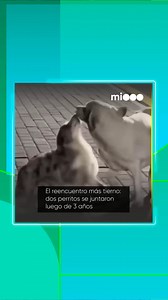 938K views · 50K reactions | 殺 UN REENCUENTRO LLENO DE AMOR  Dos tiernos perritos se volvieron a juntar luego de tres años sin verse.  Aunque incrédulos al principio, cuándo ambos se reconocieron expresaron todo su cariño y emoción por reencontrarse.  Créditos: muzzydatos Seguí informándote en cordoba.mitelefe.com  #Perros #Animales #TelefeCórdoba #Telefe #Virales | Telefe Córdoba | Facebook