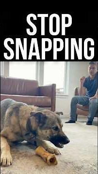 How To Stop Resource Guarding Without Correcting Your Dog