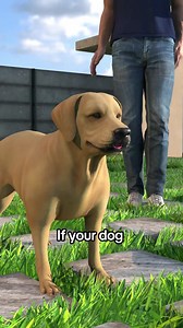 How to Help a Choking Dog