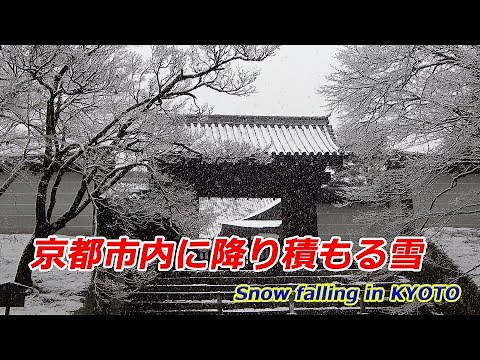 【京都の雪】京都市内に降り積もる雪 市内北部の様子（2025年2月24日 京都市左京区） Snow falling in Kyoto city