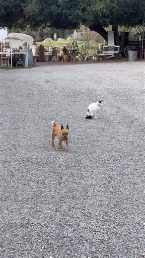 Secret romance is going on at Brick n Barn! 🤫😍 These two might fight like cat and dogs in public, but when no one is watching, TJ and June Bug have a budding romance 💘 😘😉😘 But will they cuddle? 🤗 🤞🤔🙏 Let’s hope so!! | Brick n Barn