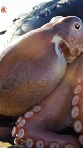 Massive Octopus Freed in Jaw-Dropping Rescue