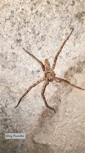 Spider Spider 5 legs Enter the house #spider #spider #animalshorts