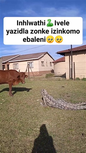 Inhlwathi yase #eMondlo idle izinkomo zamnikazi wayo namuhla🙌😱😱 #everyoneシ゚viralシviralシfypシ゚viralシalシ #fblifestyle #fbreelsfypシ゚viralfbreelsfypシ゚viral #reelsviralシ #StarsEverywhere | Fikabejabule Ndlovu