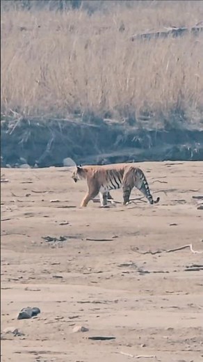 Unforgettable Wildlife Encounter in Jim Corbett National Park! 🐅🌿 | Jungle Safari Adventure