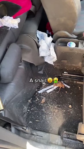 Girls Trashing Cars - A Satisfying Cleaning Session