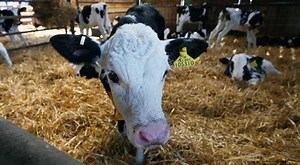 Cows fed small amount of seaweed burp 86% less methane: Study