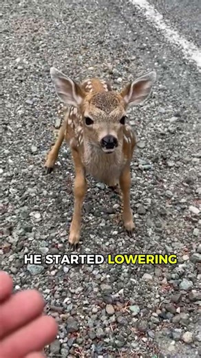 Baby deer tried communicating with man & THIS happens! 🤯💛 #cuteanimals #entertaininganimals #pets