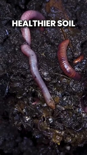 The Creature That Builds the World’s Soil #animalfacts #earthworm