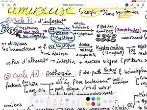 les amibes et l'amibiase - parasitologie