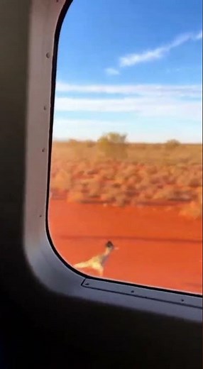 Kangaroo vs Roadrunner: The Ultimate Outback Speed Test?