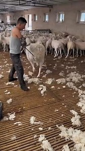 351K views · 406 reactions | Sheep shearing - Bowen Technique | Giant Machine | Facebook
