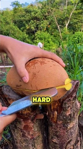 Cupuacu Is the Tropical Fruit With Hidden Potential! #Shorts #Cupuacu #CupuaçuFruit