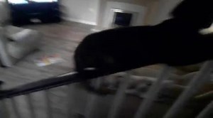 Cat slides down the stairs