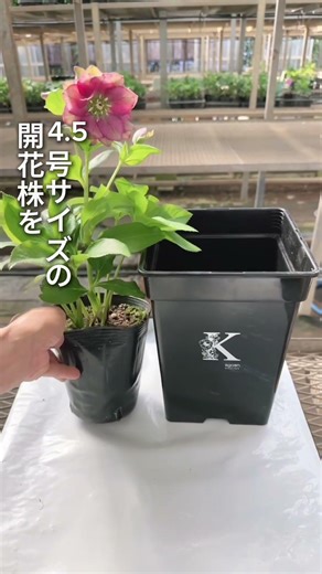 【クリスマスローズの植え替えのポイント】#クリスマスローズ育て方 #クリスマスローズ #植物#育て方
