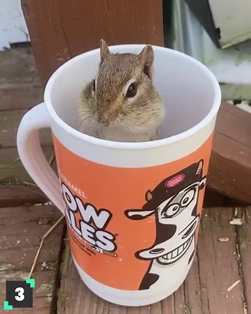 1M views · 37K reactions | If didn't already love chipmunks, you will now  | Animal Antics | Facebook