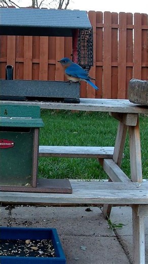 Eastern Bluebird evening foraging