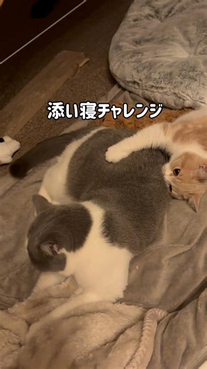 【添い寝チャレンジ】 #子ネコ #猫のいる暮らし #cat