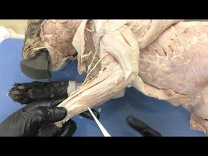 Feline Forelimb Dissection