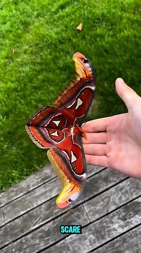 🐍 This Butterfly Looks Like a Snake — Nature’s Smartest Illusion! 😱🦋