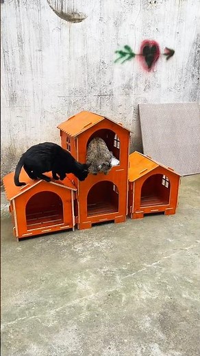 Creative Outdoor Chicken Nesting Boxes | diy Poultry Coop Setup | Comfortable Hen Laying#