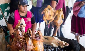 ¿Ha comido alguna vez cuy? Estas son algunas características de esta famosa carne