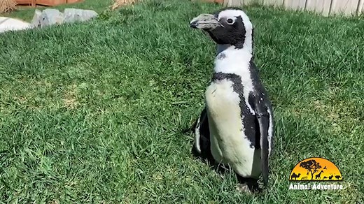 Come meet our African Black Footed Penguins,Toodles, Tux, and Tootsie. Then speak with our penguin keepers & trainers for Penguin 101 in our penguin exhibit, and learn just how amazing these animals are. You'll also learn all about their conservation needs! When it's time to "play," participants will be able to hand-feed our penguins! This is a fun, loud, pushy process - don't worry - gloves are provided for fish handling! To learn more about this unforgettable encounter visit https://theanimala