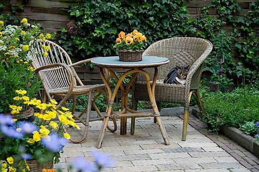 Elevate Your Patio With These Gorgeous Plants
