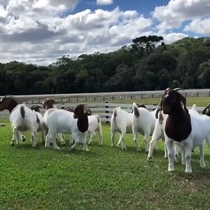 15 reactions | *** Auctioning Female Boer Goats *** | Asah Livestock Farm | Facebook