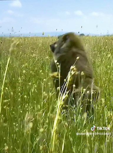 Baboon Stealth: Following Bakari in the Wild