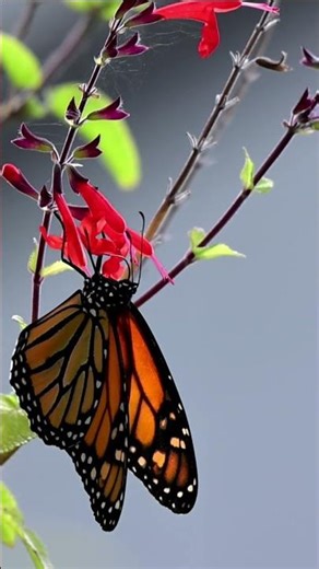 Monarch getting bopped by a ruby-throated hummingbird short