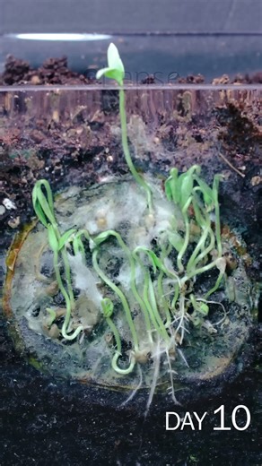 Tomato slice to seedling time lapse