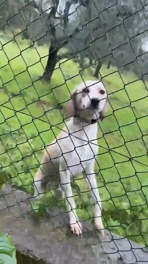 La mia solita buonanotte 💔Lei è Diana dolce come non mai...esile e gentile come un cerbiatto... ancora scondizola quando vede un umano ❤️ Quanto ancora dovrà soffrire su questa terra 😰 Cerco adozione consapevole Ha bisogno di tante coccole e spero in tante condivisioni per lei ..mi sono innamorata dei suoi occhi 💔 Un anno 12 kg si affida con cip vaccini e sterilizzazione 3331021987 solo wz up no Messanger volontaria della provincia di Napoli #follower grazie sempre ❤️ Nei commenti altre foto 