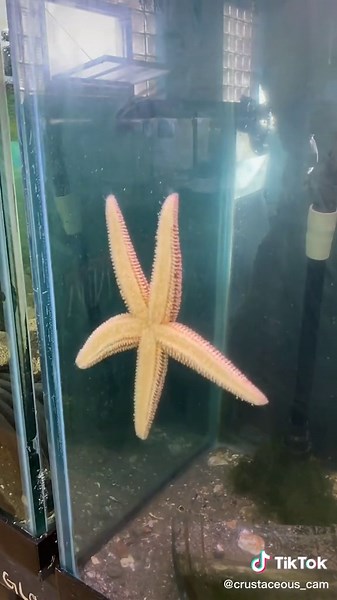 Sea Stars: Aggressive Predators in Timelapse