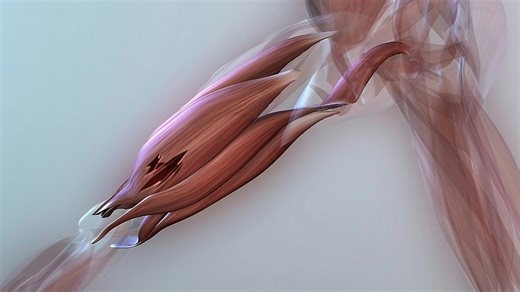 Athlete injuries: The hamstrings - ZZ/voiceless version