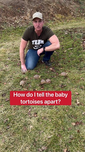 How to Tell Baby Tortoises Apart by Size and Shell Color