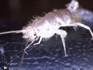 Silberfisch (Firebrat)