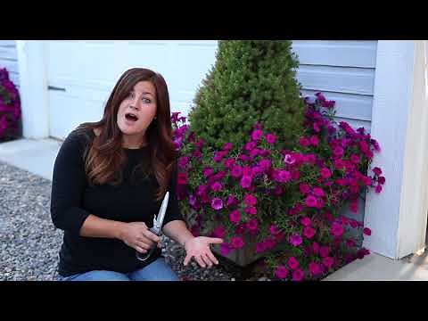 Time to Trim Your Supertunias® | Summer Pruning Tips by Proven Winners