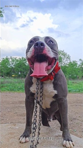 If You Have These 3 Dogs 🐕 No One Can Even Touch You 😱🤯 #max #pitbull #facts #shorts #shortsfeed