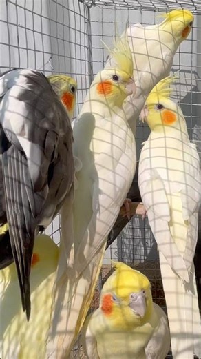 To get the best price for a Cockatiel bird#viral