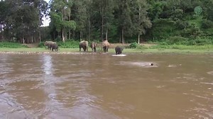 This elephant thought a man was in trouble and reacted immediately. | The Mirror