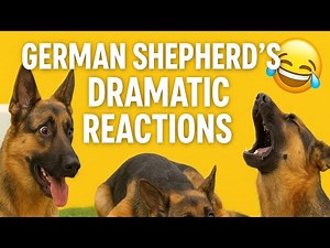 German Shepherd’s Most Dramatic Reactions 😂 | Try Not To Laugh Funny Dog Compilation