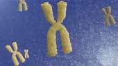 Animation 3D des chromosomes. Le mouvement des chromosomes X dans la...
