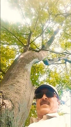 The thick trunk of the tree 🌴🌴#viral #shorts #youtubeshorts
